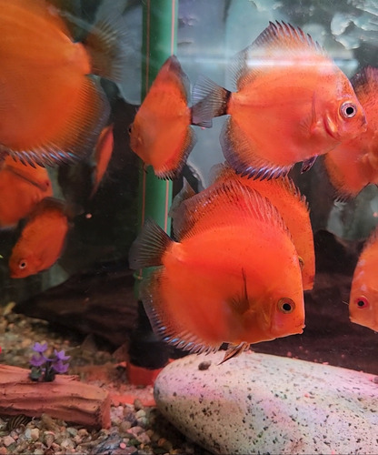 Pez Disco Discus Marl Boro 7 Cm Rojo