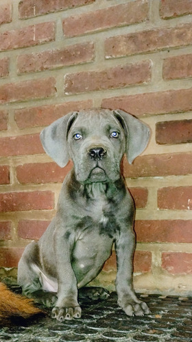 Cane Corso