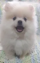 Comprar Cachorros Pomerania Macho Y Hembra Miel
