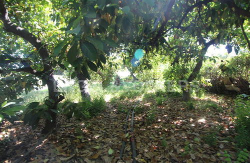 Sitio En Cajón De Machalí