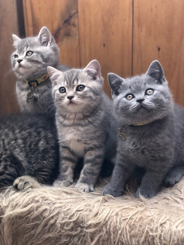 British Shorthair Gatitos