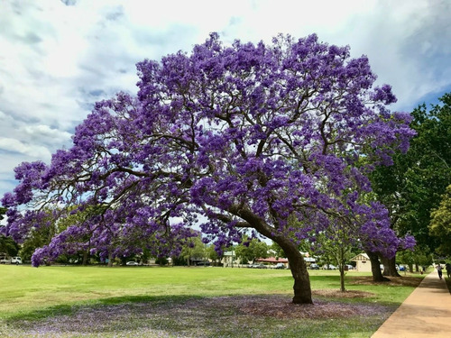 45 Semillas 3 Árboles Jacaranda, Lluvia De Oro, Framboyán