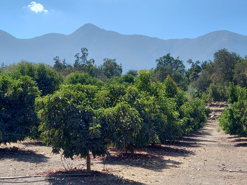 Se Vende Formidable Campo En Las Palmas, Olmué