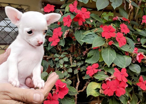 Chihuahua Chihuagua Chiguagua Puros Y Lindos Cachorros