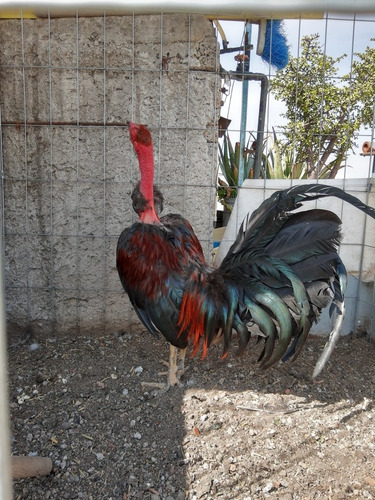 Gallo De Pelea Fino Pelón (Usado)