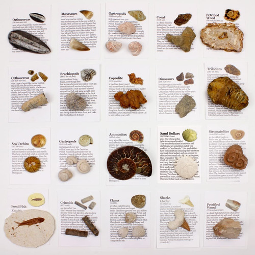 Dancing Bear Fossil Collection - Juego De 20 Especímenes Rea