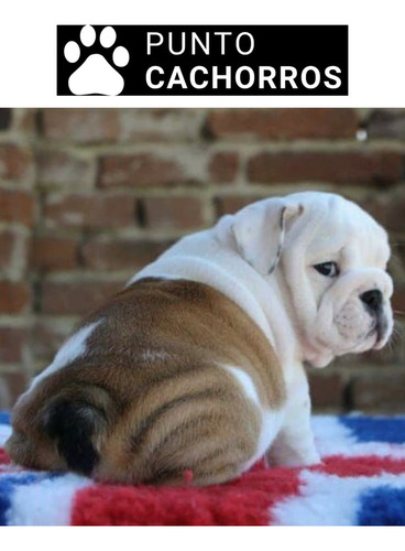 Bulldog Ingles 25 Atigrado