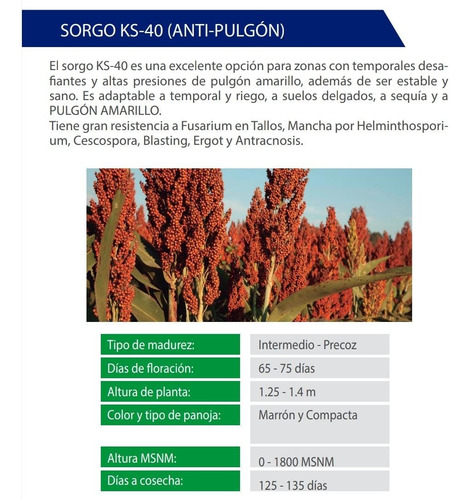 Semilla De Sorgo De Grano Ks-40 (anti-pulgón) Saco 20 Kg
