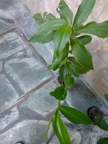 2 Plantines Costus Barbatus Jengibre Espiral Ornamental