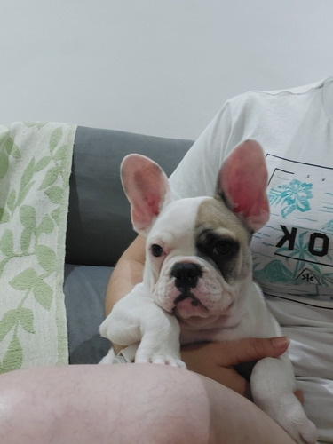 Imagem 3 de 4 de Cachorro Bulldogue Francês