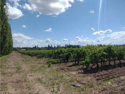 Vendo Finca A Tranquera Cerrada San Rafael Mendoza