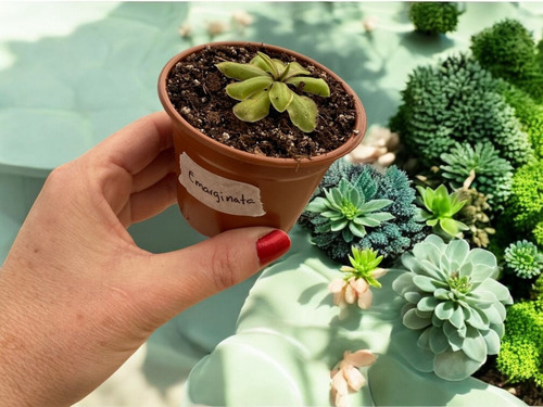 Kit Royal Red, Leucophylla, Lusitánica, Emarginata, Vigorous