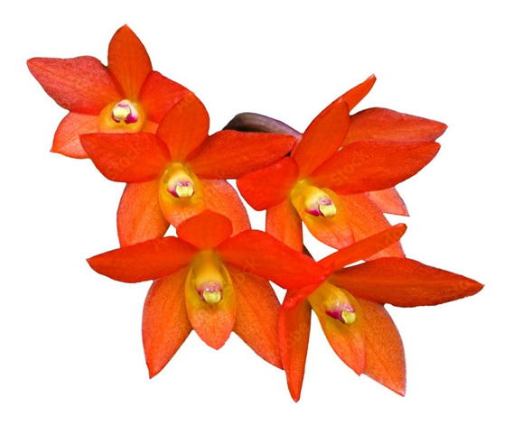 Orquidea Sophronitis Cernua Amarela Endsfeldzii | MercadoLivre 📦