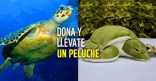 Peluche Tortuga Marina Wwf Conservación Donación Sugerida