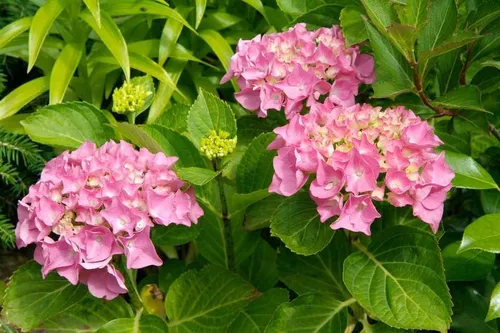 comprar 30 Sementes Flor Hortensia Hydrangea Macrophylla Pu002F Mudas