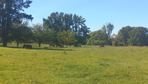 Campo En Fatima