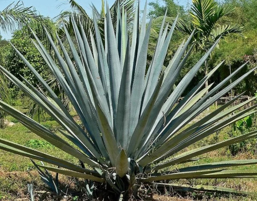 Agave Tequilana Weber, Agave Azul, 100 Semillas, Mp