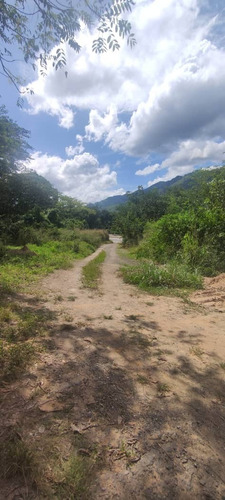 Imagen 3 de 12 de Finca En Venta Mina De Arena El Cambur. Estado Carabobo