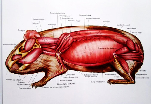 Libro Atlas De Anatomía De Pequeños Animales Veterinaria