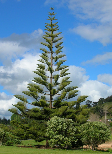 Pino Araucaria + Abono 