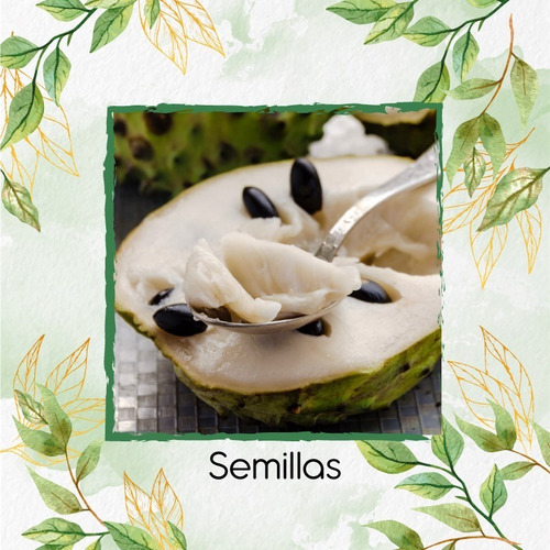 100 Semillas De Árbol Chirimoya