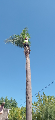 Poda De Arboles, Palmeras, Extracciones De Raiz.