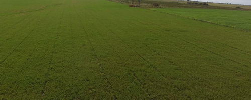 Imagen 4 de 9 de 12 Hectáreas Agrícolas En Aldea San Antonio, Gualeguaychú.