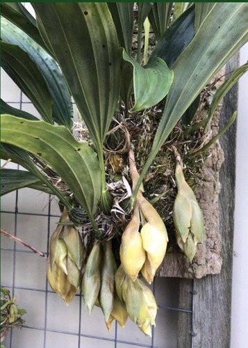 Orquidea Stanhopea Plantasgrandes Y Bellas, No Divisiones!!!