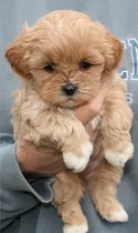 Comprar Maltipoo Cachorros Calidad Vip