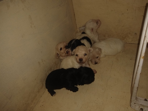 Imagem 3 de 4 de Filhotes De Poodle