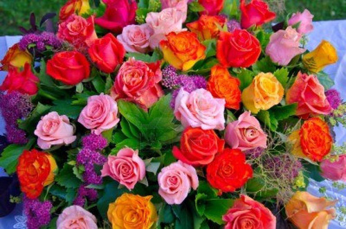 25 Semillas Rosas En Mezcla De Colores, Rosales Flores C.527