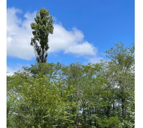 Imagen 15 de 16 de Casa Quinta De 2 Hectáreas En Lobos, Con Excelente Forestación En Zona De Spas.