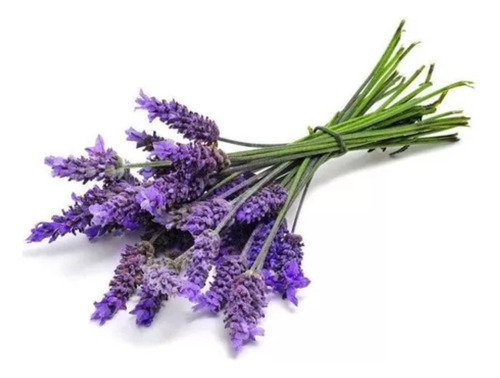 Alfazema / Lavanda Verdadeira Sementes Importadas 1g