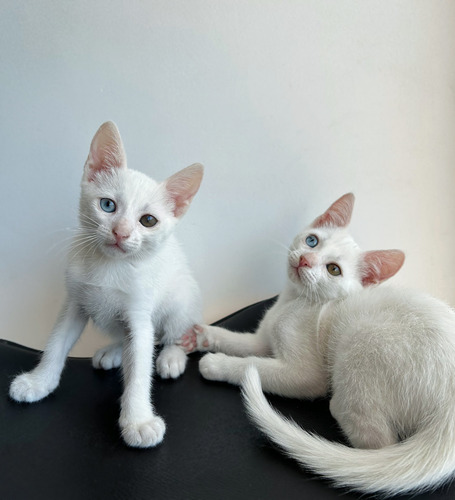 Gatitos Khao Manee, No Angora Persa Ni Siames. Entregascaba!