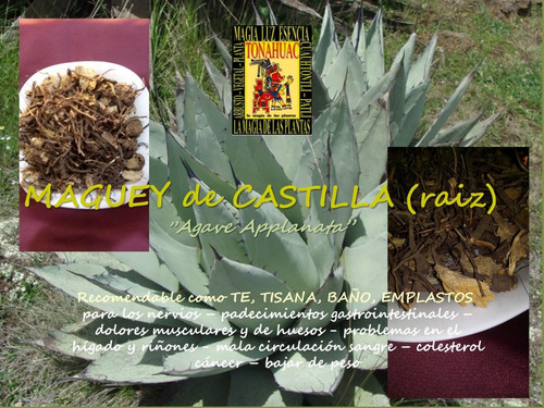 Maguey De Castilla (raiz)  500gr Planta Organica Seca