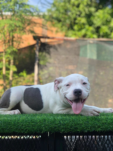 Imagen 3 de 5 de American Bully Pocket