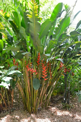 Muda Heliconia Bihai - 37cm (1 Muda) Pássaro-de-fogo