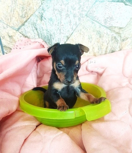  Cachorritos Doberman Pinscher Mini 250 C/u