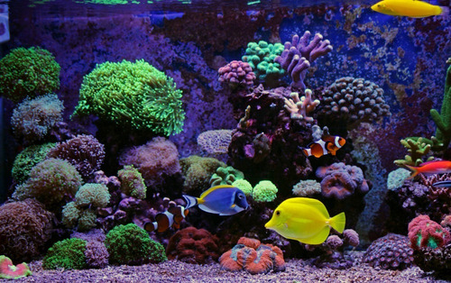 Imagen 5 de 10 de Tetra Marine Granulos 225g - Alimento Peces Marinos Acuario
