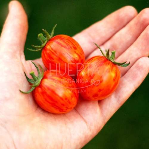 Semillas Tomate Cherry Sunrise Bumblebee! Hermosos Rayados