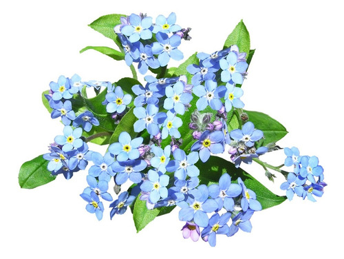 100 Sementes Flor Miosótis Cor Azul