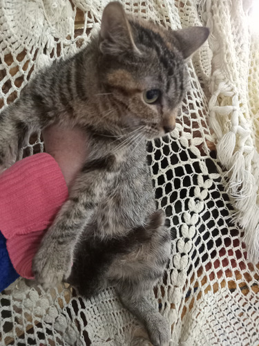 Gatita Atigrada Cruza De Bengalie Con Maine Coon