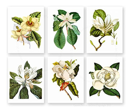 Magnolia Casa De Granja Decoración Botánica Impresiones Sin 