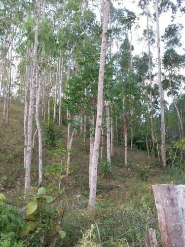 Imagem 4 de 10 de Chácara À Venda No Bairro Chapadão Figueira - Botuverá/sc - 1943c