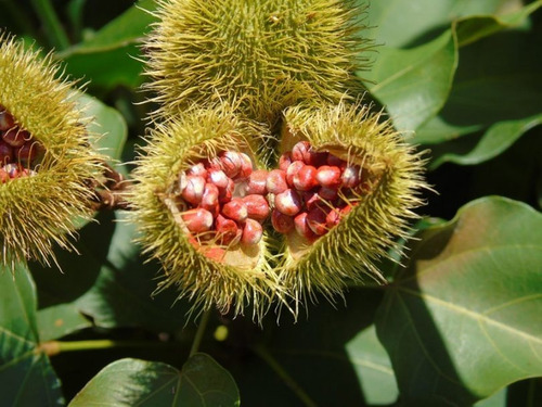Urucum, 100 Gr Erva Seca