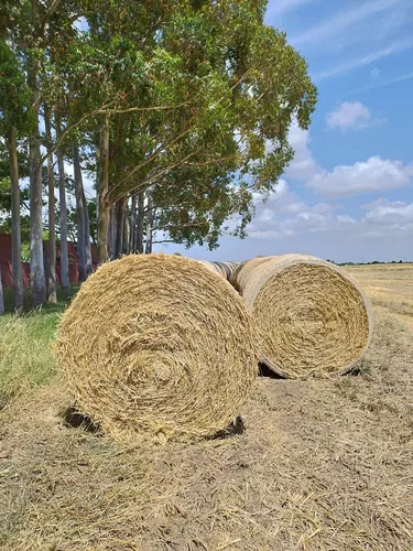 Fardos De Paja De Trigo