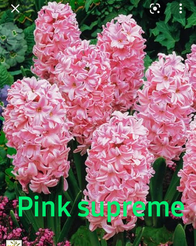Vendo Bulbos De Jacintos Y Tulipanes
