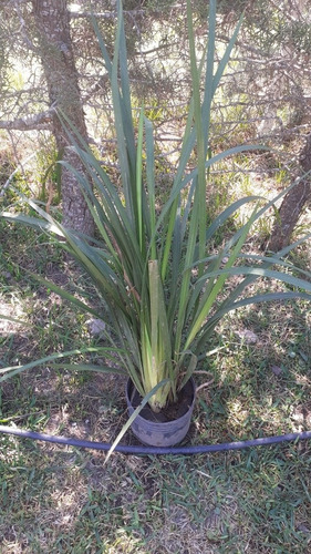 Dietes Brasilero 5lts