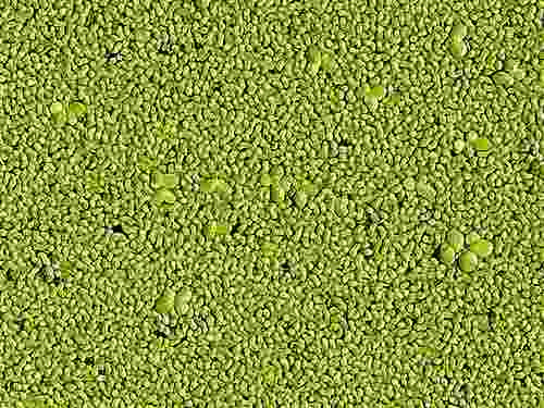 Pack Plantas Flotantes Lemna Minor Y Major - Porcion 30x30