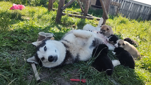 Husky Siberiano Cruza Chow Chow